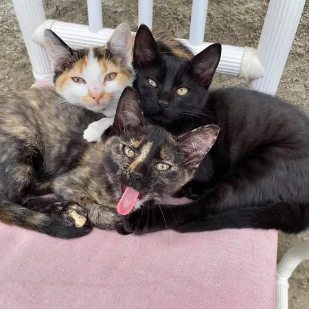 Mobile 4 Saisons Au Ranch Du Bonheur