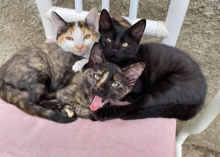 Mobile 4 Saisons Au Ranch Du Bonheur